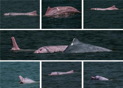 两岸专家共探“鲸豚研究和保护”